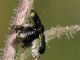 Chrysomelidae -Cryptocephalus sp 20110629_125.jpg