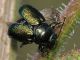 Chrysomelidae - Cryptocephalus sp20110629_131.jpg