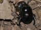 Geotrupidae - Trypocopris pyrenaeus - 14 mm -20110623_056.jpg