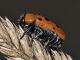 Chrysomelidae - Tituboea sp - 9 mm -20110713_009.jpg