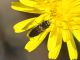 Anthaxia_umbellatarum_Macchia_di_Manziana_9-VIII-2011_b.jpg