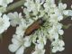 Anthaxia_umbellatarum_Macchia_di_Manziana_9-VIII-2011_c.jpg