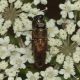 Anthaxia_umbellatarum_Macchia_di_Manziana_9-VIII-2011_d.jpg