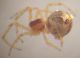 Theridion sp._Sito 1_06 e 08 aprile_2.JPG