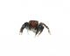 Salticidae 1.jpg