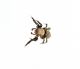 Salticidae 2.jpg