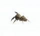 Salticidae 3.jpg