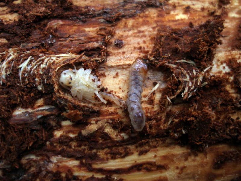 Acanthocinus reticulatus pupa - Rhagium inquisitor larva_Campigna 10 agosto 2011 058.jpg