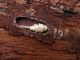 Acanthocinus reticulatus female_pupa_Campigna 10 agosto 2011 062.jpg