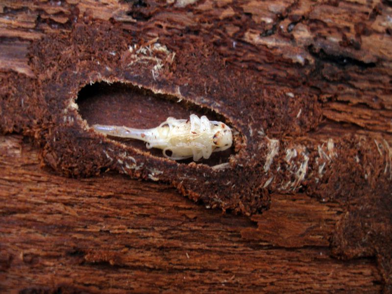 Acanthocinus reticulatus female_pupa_Campigna 10 agosto 2011 062.jpg