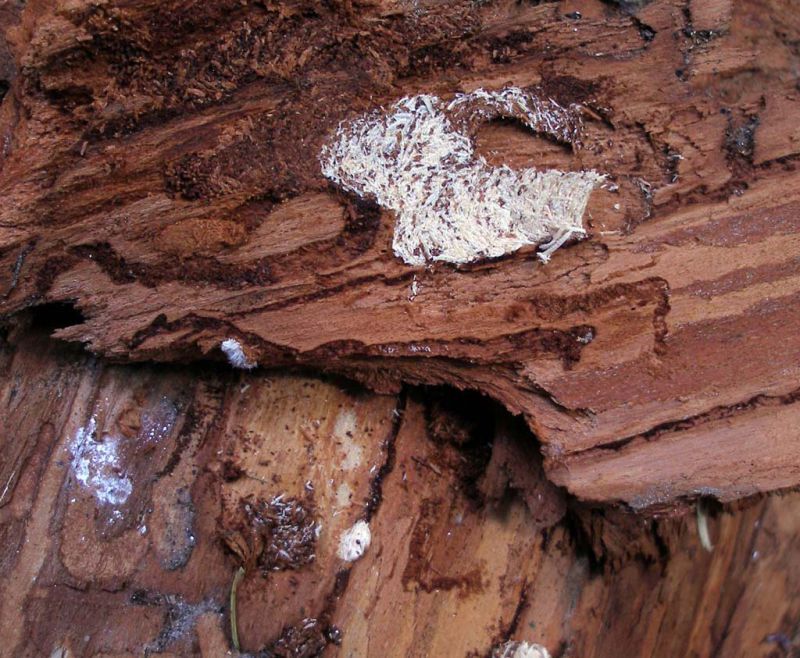 Acanthocinus reticulatus - galleria larvale con foro di entrata_Campigna 10 agosto 2011 185.jpg