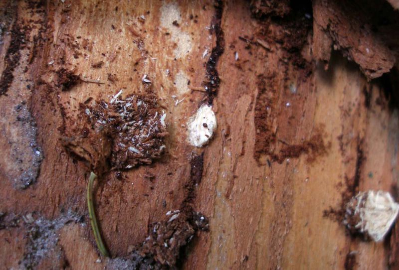 Acanthocinus reticulatus - galleria larvale con foro di entrata_Campigna 10 agosto 2011 186.jpg