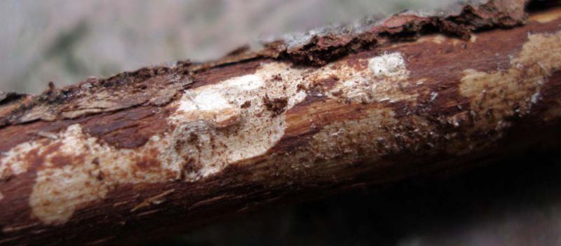 Pogonocherus ovatus_galleria_larvale_Campigna 10 agosto 2011 101.jpg