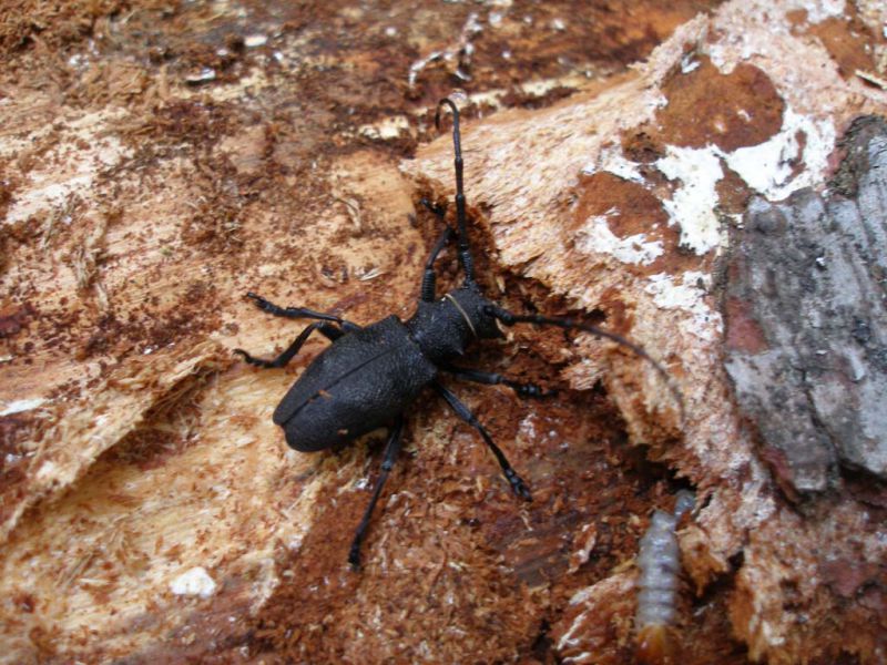 Morimus asper femmina in celletta_Campigna 10 agosto 2011 136.jpg