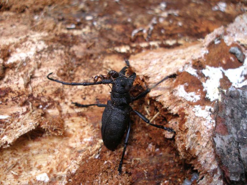 Morimus asper femmina con formica_Campigna 10 agosto 2011 141.jpg