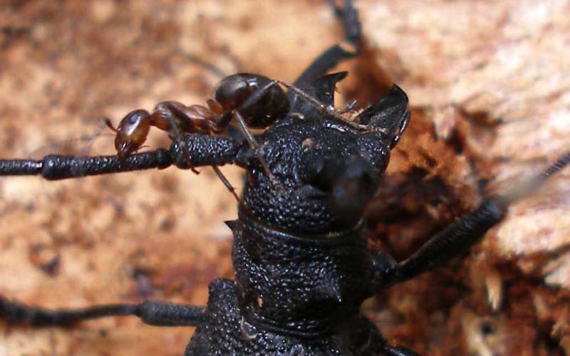 Morimus asper femmina con formica_Campigna 10 agosto 2011 141_bis.jpg
