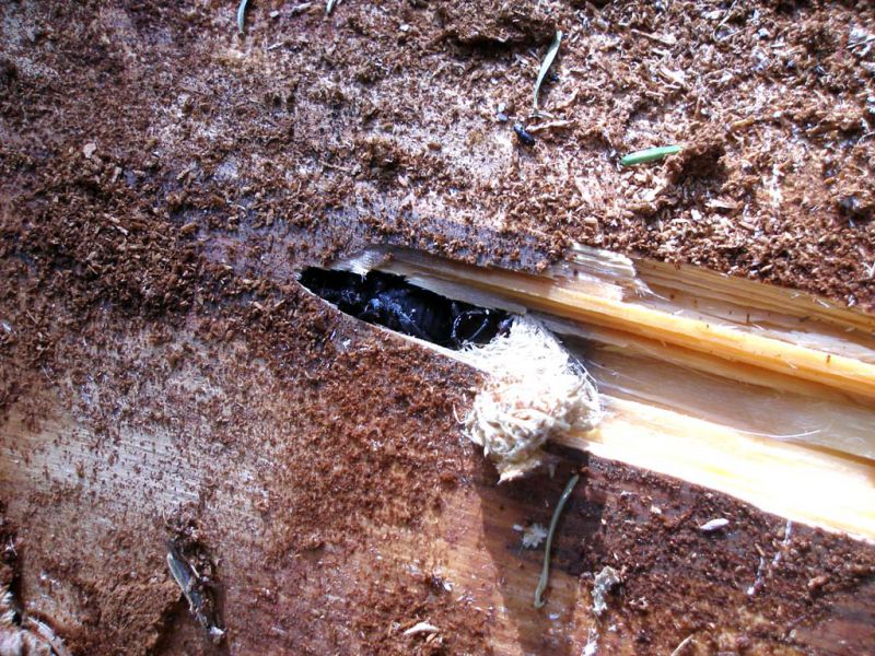 Morimus asper maschio in celletta_Campigna 10 agosto 2011 156.jpg