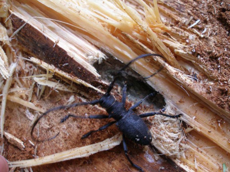 Morimus asper maschio in celletta_Campigna 10 agosto 2011 157.jpg