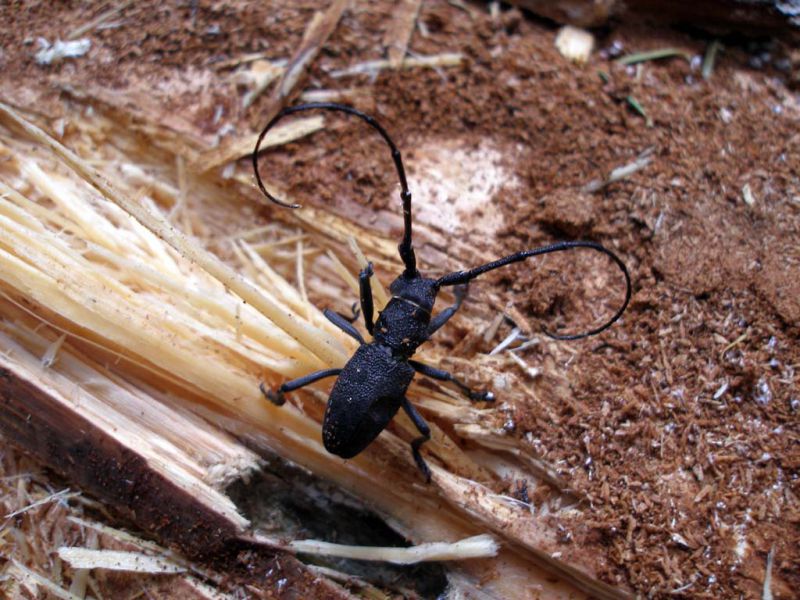 Morimus asper maschio in celletta_Campigna 10 agosto 2011 161.jpg