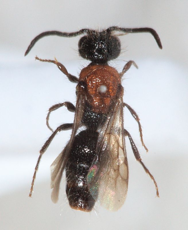 MicroMutillidae da ID2.JPG