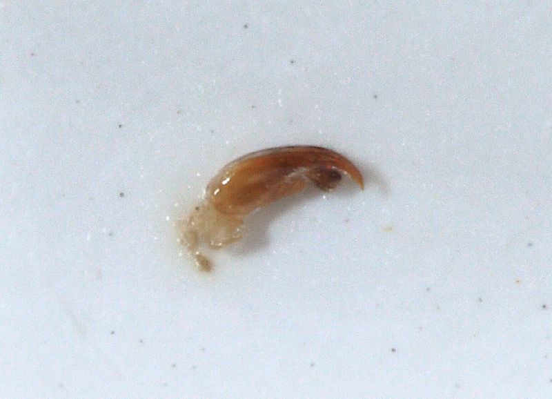 MicroMutillidae da ID7.JPG