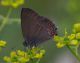 IMGP1189_Satirium_ilicis_Q_sm.JPG
