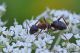 formica cunicularia26pbase.jpg