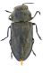 Anthaxia quadripunctata1.jpg
