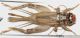 Eumodicogryllus%20bordigalensis1.jpg