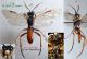 z n° 2732 T. (Tenthredella) colon M - Forum.jpg