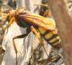 IMG_9094 imenottero.jpg