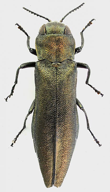 Agrilus_ribesi_7,3mm_grey.jpg