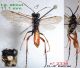 Z n° 2338 - T. (Tenthredella) livida M - Forum.jpg
