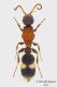 Ginecaptera_bimaculata_web_small.jpg