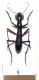cicindela 001.JPG