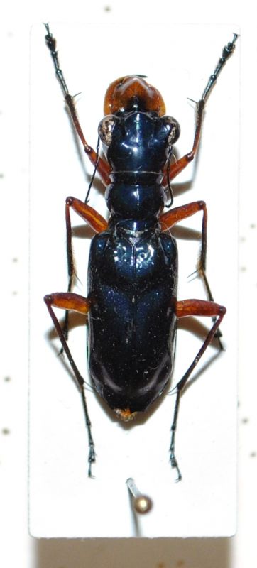 cicindela 012.JPG