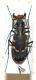 cicindela 050.JPG