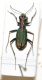 cicindela 046.JPG