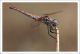 Trithemis annulata F2.jpg