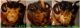 Z2 n° 4479 + 4479 + 4524 - F , faces.jpg