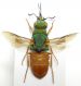Parnopes f.jpg