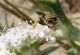 stilopsis 2.JPG