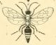 melanolepis.jpg