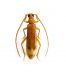 Bolivarita oculata_female_001-bis.jpg