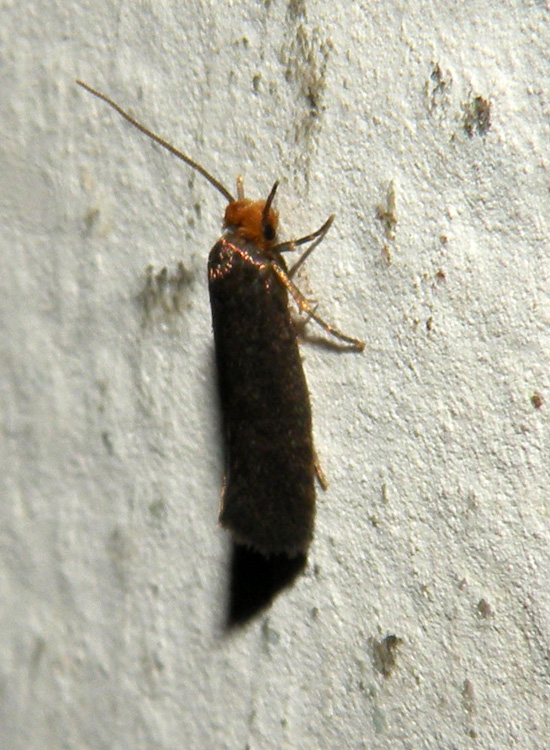 Pseudatemelia elsae Giardino RE 17-07-11 010.jpg