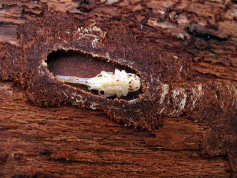 Acanthocinus reticulatus pupa_Campigna 10 agosto 2011 062.jpg