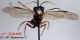 Z1 n° 2449 T. (Tentredella) velox F - ventral (pars).jpg