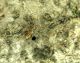 Pogonocherus ovatus_Campigna_ 042.jpg