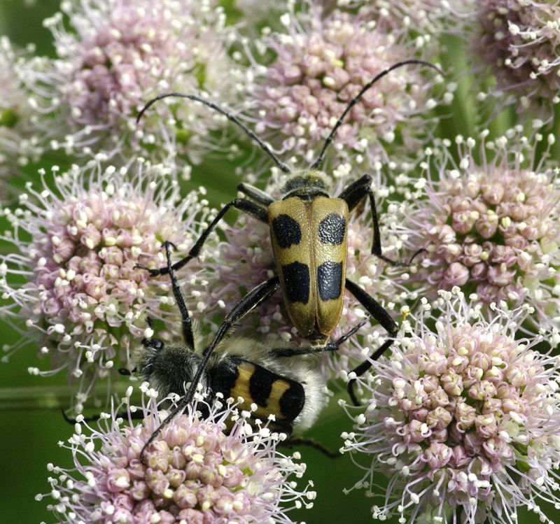 10-quadrimaculata.jpg