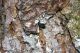 31-tetropium.jpg
